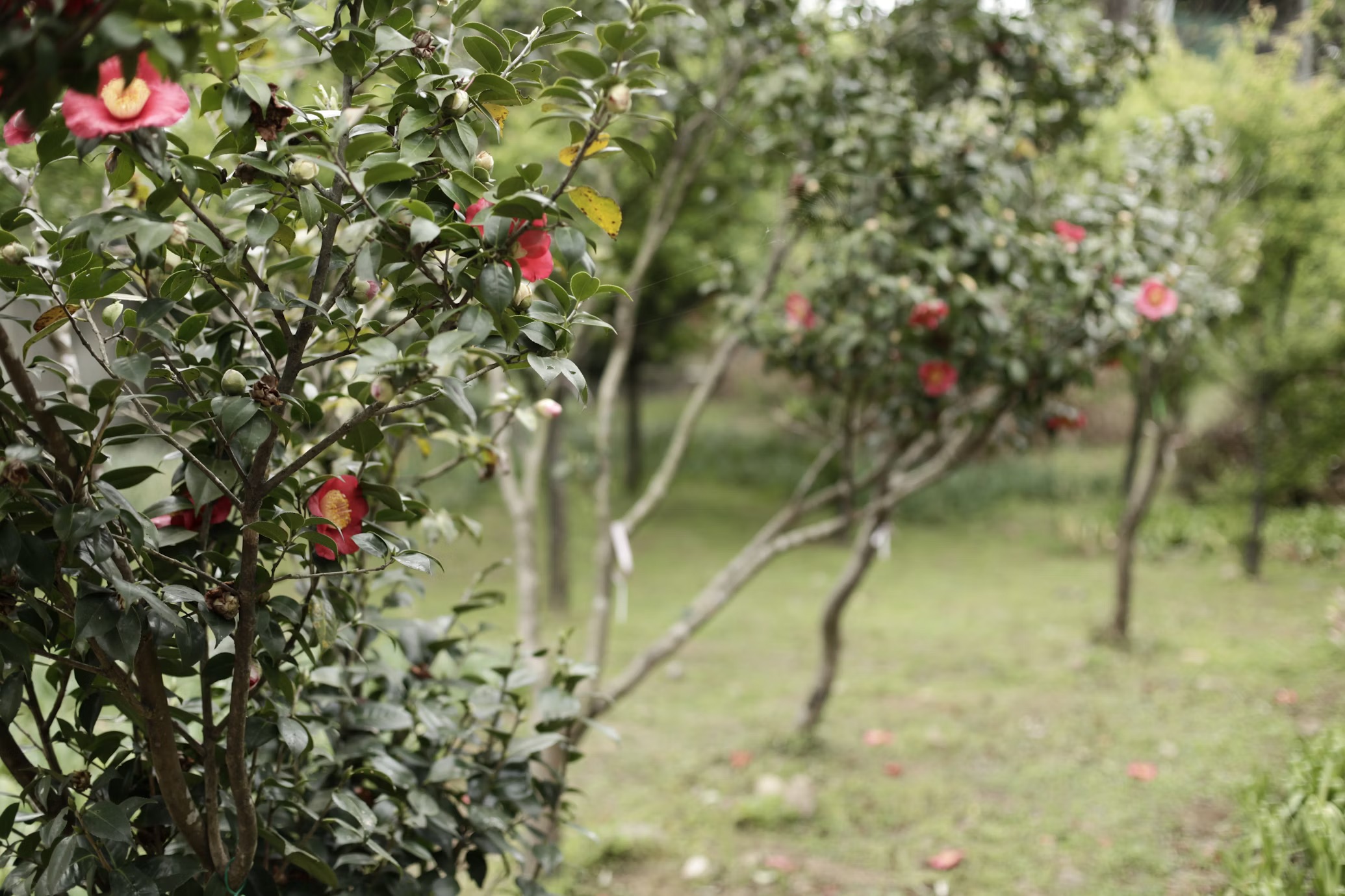 Victor, jardinier passionné